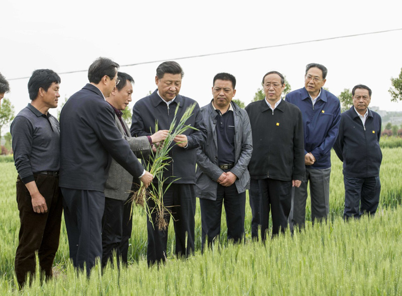 2016年4月25日下午，习近平在安徽滁州市凤阳县小岗村察看小麦长势。左一为种粮大户程夕兵。新华社记者 李学仁 摄