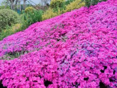 漫步凤凰绿道， 尽享花海美景